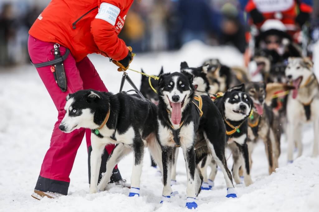 Lars Monsen, a musher from Norway, waits for a handler to untangle his team just after the ceremonial start of the Iditarod Trail Sled Dog Race in downtown Anchorage, Alaska March 5, 2016. REUTERS/Nathaniel Wilder