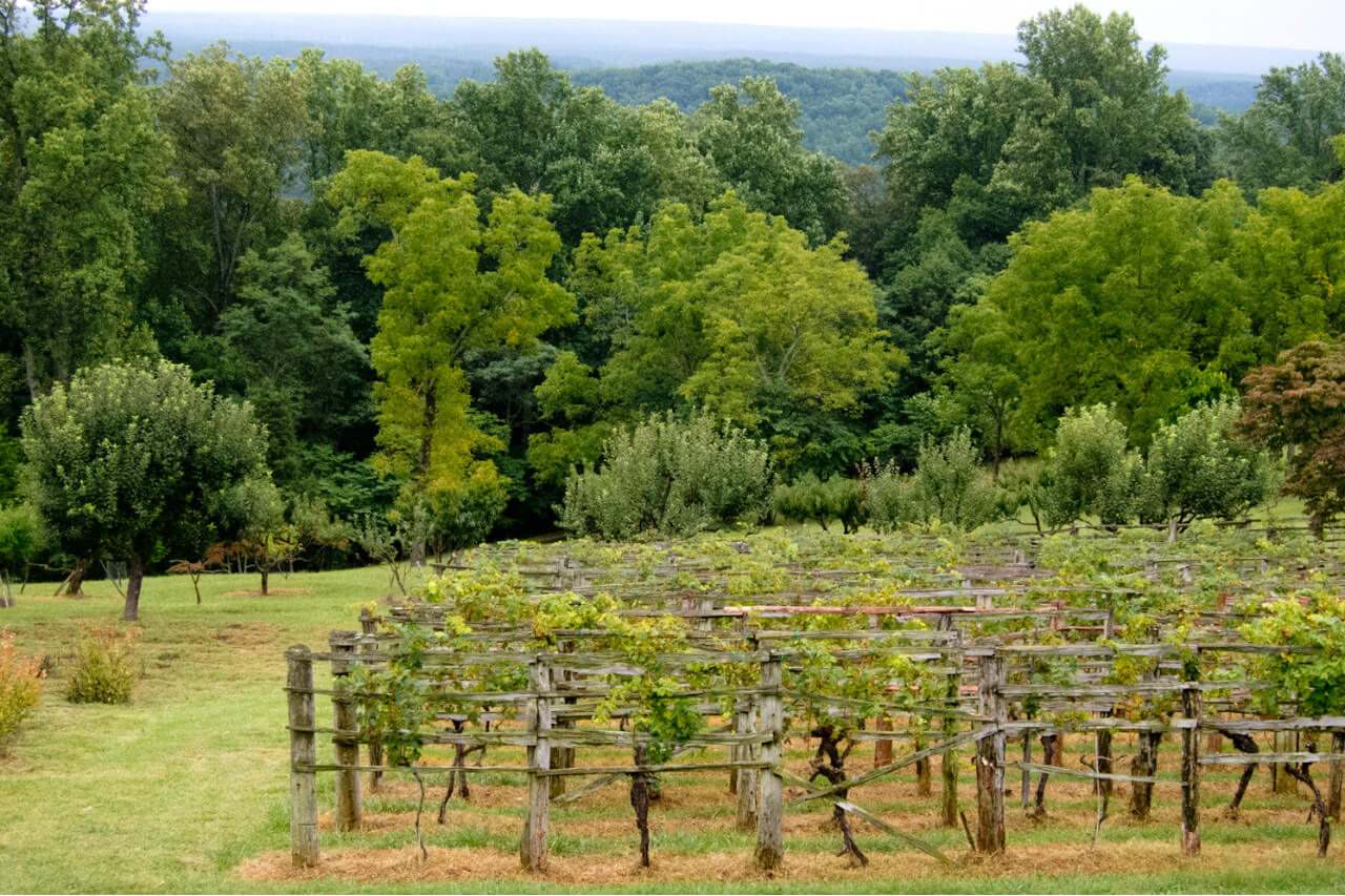 A hillside vineyard at Thomas Jefferson’s Monticello in Charlottesville, Virginia. Credit: Copyright 2015 Susan Lutz